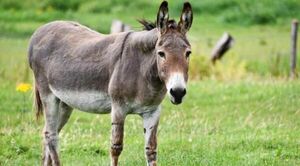 No fue el burro: autopsia revela que niño no murió por la patada del animal