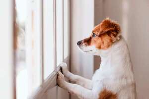 Cómo ayudar a una mascota a superar la pérdida de su humano - Mascotas - ABC Color