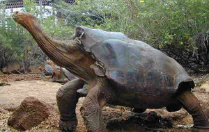 Diario HOY | Tortugas gigantes de Galápagos en peligro crítico ingieren plástico