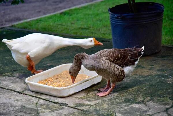 Hungría sacrifica 51.000 patos al detectar un nuevo foco de gripe aviar - Mundo - ABC Color
