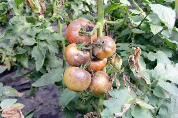 Uso indiscriminado de herbicidas perjudica a productores de hortalizas