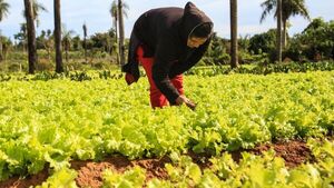 En J. Augusto preparan la ensalada más larga del país