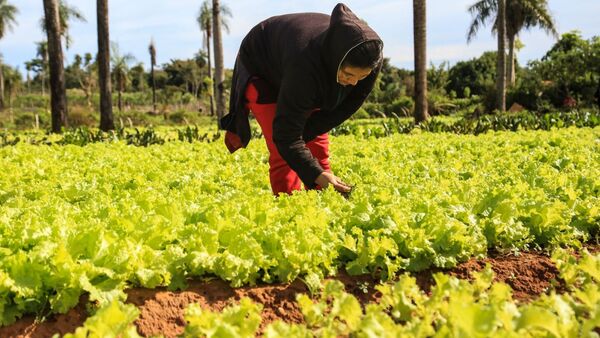 En J. Augusto preparan la ensalada más larga del país