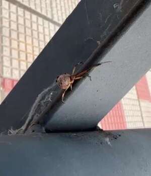 Arañas en la Costanera generan susto: ¿son peligrosas? - Nacionales - ABC Color