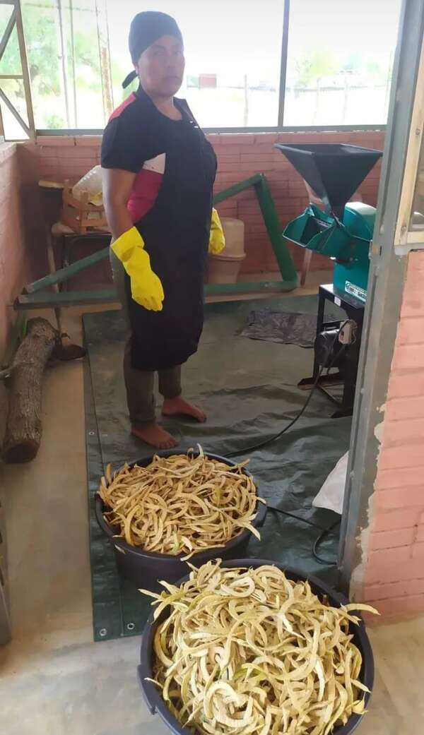 Chaco: mujeres hacen frente a la sequía recolectando vainas del árbol nativo algarrobo - Noticias del Chaco - ABC Color