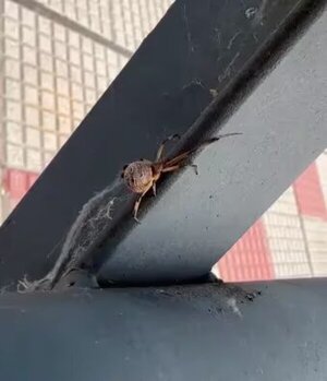 ¡Captan arañas en los bancos de la Costanera de Asunción!