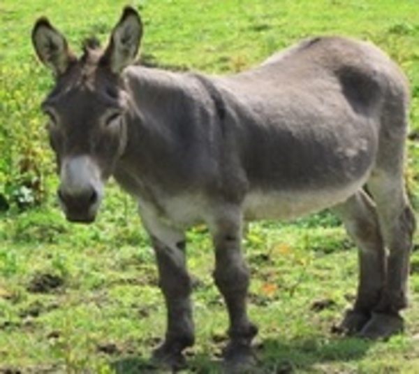Indagan supuesta muerte de niño a causa de patada de un burro - Paraguay.com