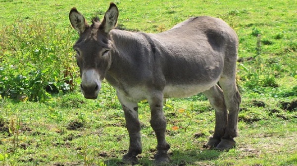 Dudas sobre la supuesta muerte de un niño por patada de burro - Noticias Paraguay