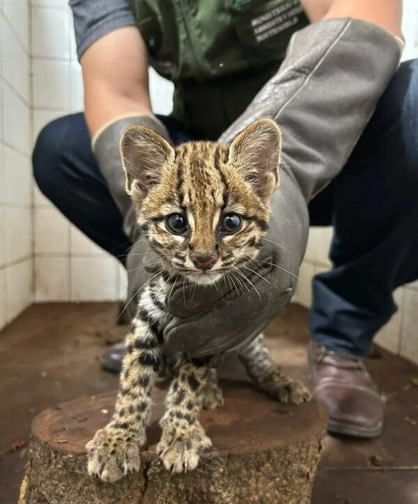 Tirika fue rescatado por el MADES de una vivienda donde lo tenían como mascota - trece