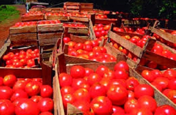 Tomates en finca se venden a precio justo y precios finales serían «situación artificial»