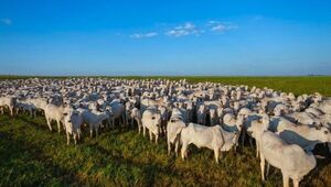 Precio del novillo paraguayo cumple tres semanas de estabilidad (cotiza a US$ 3,30)
