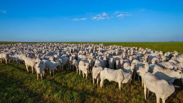 Precio del novillo paraguayo cumple tres semanas de estabilidad (cotiza a US$ 3,30)