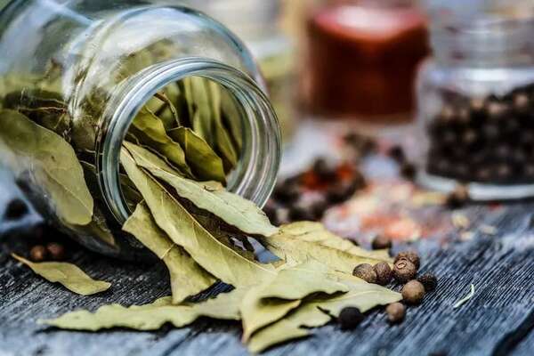 Beneficios del laurel para la salud - Estilo de vida - ABC Color