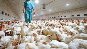 Tremendo crecimiento de exportaciones en carne aviar - La Tribuna