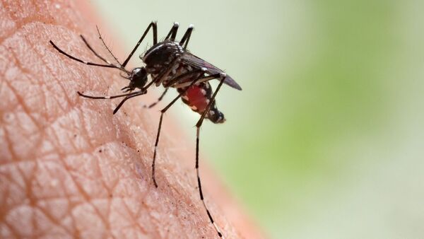 FDA de EEUU aprueba primera vacuna contra el chikungunya