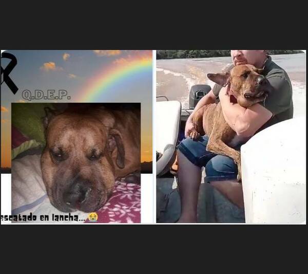 ¡Ma'ena! El perrito que había sido mordido por una víbora en Ayolas no aguantó y falleció