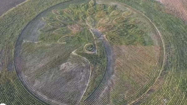 Logotipo natural más grande del mundo en Paraguay con árboles plantados logra Record Guinness - .::Agencia IP::.