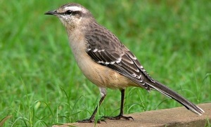 Calandria en Asunción: Picotazos por estrés, no por diversión