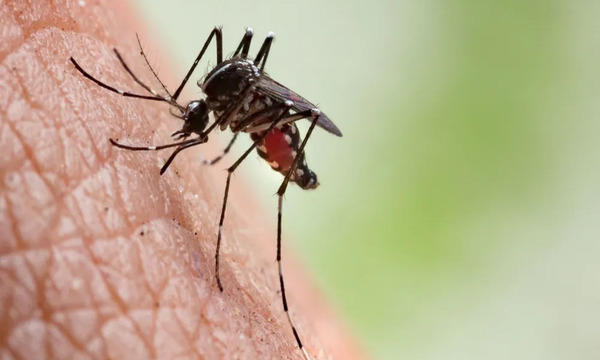 La administración de fármacos y Alimentos de EEUU aprueba primera vacuna contra el chikungunya
