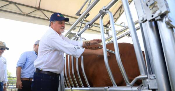 La Nación / Vacunación antiaftosa incidió en reapertura de carne paraguaya a EE. UU., señalan