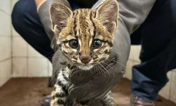 Rescatan a un tirika de familia que pretendía tenerlo de mascota - El Independiente