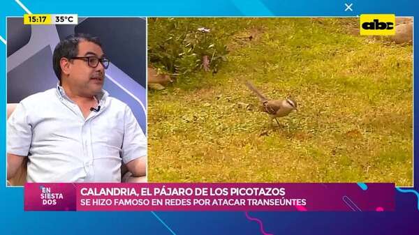 Video: calandria, el pájaro de los picotazos - Ensiestados - ABC Color