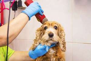 Los perros y el calor: ¿conviene pelarlos? - Mascotas - ABC Color