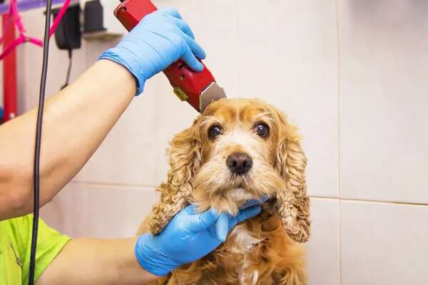 Los perros y el calor: ¿conviene pelarlos? - Mascotas - ABC Color
