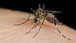 FDA de EE.UU., aprueba vacuna contra el chikungunya