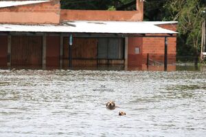 Diario HOY | Rescatan a 150 animales afectados por las inundaciones en Ayolas