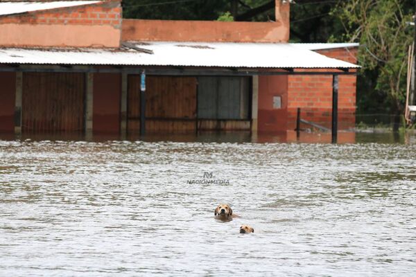 Diario HOY | Rescatan a 150 animales afectados por las inundaciones en Ayolas