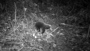 Diario HOY | VIDEO| Un animal que se creía extinto reaparece por primera vez en 62 años