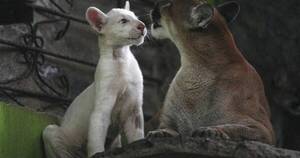 La Nación / Raro puma albino exhibe zoo de Nicaragua