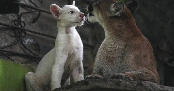 La Nación / Raro puma albino exhibe zoo de Nicaragua