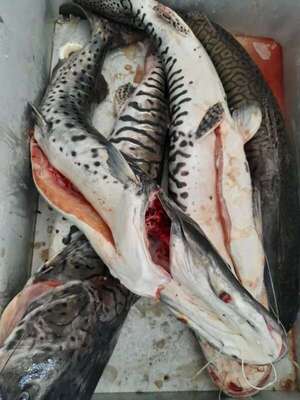 Veda: último día para comercializar pescado en zona de Ayolas - Nacionales - ABC Color