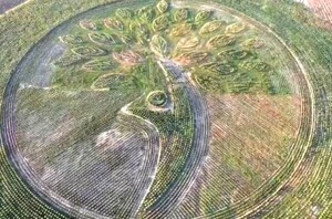 Paraguay en los ojos del mundo con histórico Récord Guinnes por logo natural de 100.000 árboles cultivados con inversión alemana – La Mira Digital