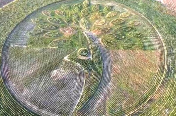Paraguay en los ojos del mundo con histórico Récord Guinnes por logo natural de 100.000 árboles cultivados con inversión alemana – La Mira Digital