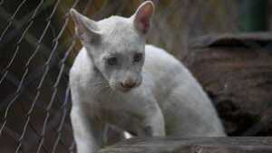 Itzae, el primer puma albino nacido en cautiverio en Nicaragua