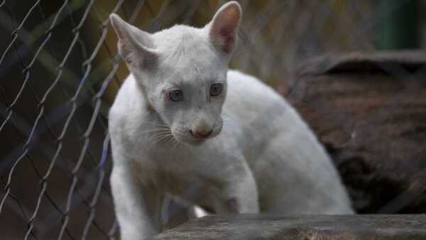 Itzae, el primer puma albino nacido en cautiverio en Nicaragua