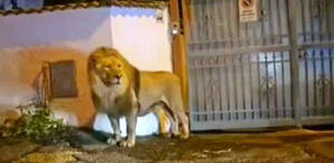 ¡Socorro! Un león escapó del circo y se paseó por las calles