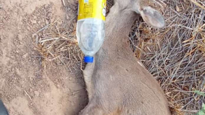 Sequía en Boquerón: Reportan animales desahuciados por falta de agua