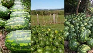 Comenzó cosecha de sandía en San Pedro del Paraná con producción sobresaliente (pesan hasta 20 kilos)