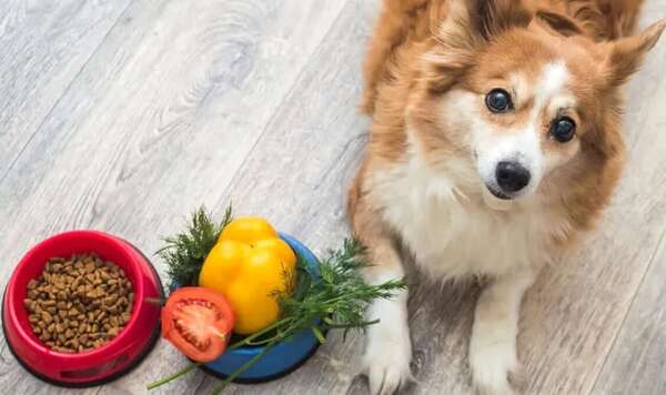 Mascotas: Los perros pueden comer verduras - Mascotas - ABC Color