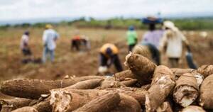 La Nación / Sequía de octubre afectó a varios rubros agrícolas