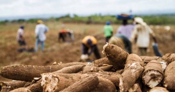 La Nación / Sequía de octubre afectó a varios rubros agrícolas