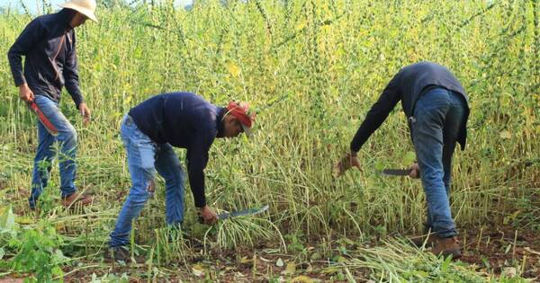 La Nación / Escasas lluvias de octubre afectaron el desempeño de varios rubros agrícolas