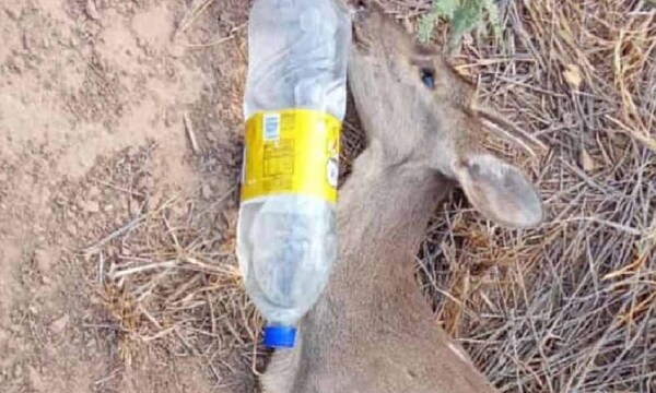 Sequía en Boquerón: Animales desahuciados por falta de agua – Prensa 5