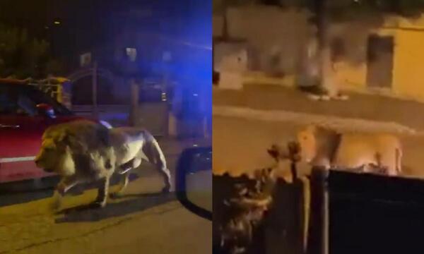Diario HOY | Video: ¡Cuidado! león suelto: escapó del circo en Italia y paseó por las calles
