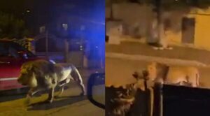 (VIDEO) León escapó del circo y se paseó por calles de Italia
