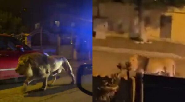 (VIDEO) León escapó del circo y se paseó por calles de Italia